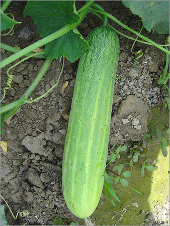 Cucumber Hybrid Seed No. 243