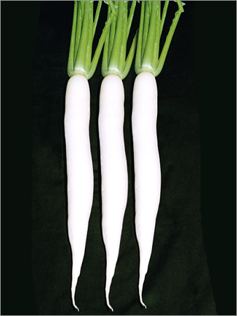 Radish Hybrid Seed R-33