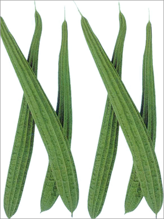 Ridgegourd Hybrid Gaurav Seed
