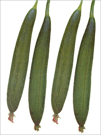 Sponge Gourd Hybrid Chetak Seed