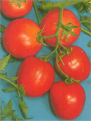 Seeds