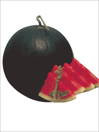 Watermelon Hybrid Sitara Seed