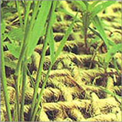 Jute Plantation