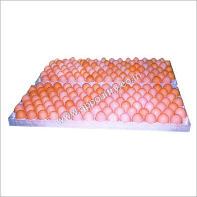 Plastic Egg Setting Tray