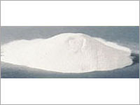 Gum Acacia