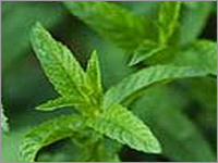 Menthol Products