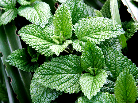 Natural Mint Products