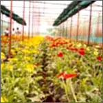 Agriculture / Horticulture Field