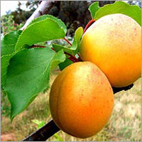 Apricot Fruits