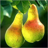 Pear Fruits