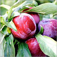 Plum Fruits