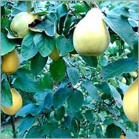Quince Fruits