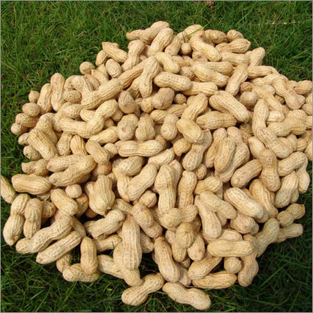 Ground Nut