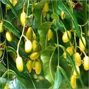 Herbal Products