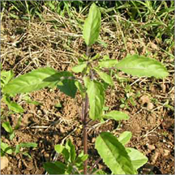 Tulsi Leaves