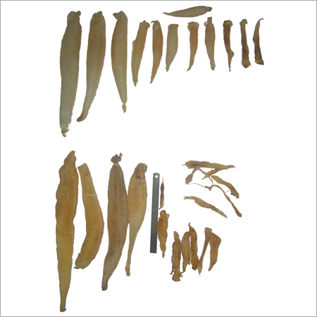 FISHMAWS (KOTE SOILY) OR CROAKER MAWS