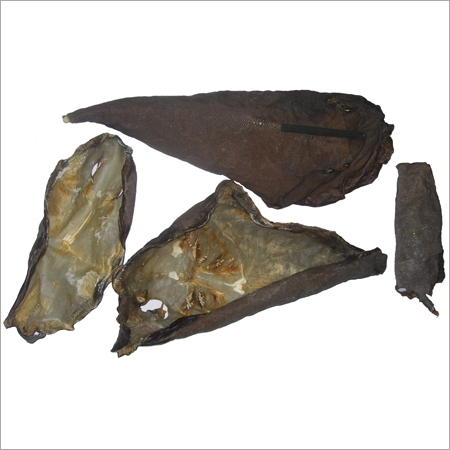 Stingray Fish Skin