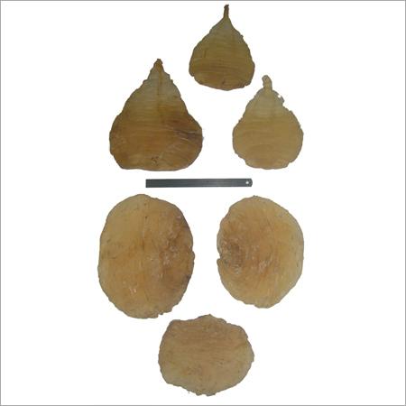 Open Croaker Fish Maws Open Indian Salmon Fish Maws, Open Kote (Open Dara Fish Maws)