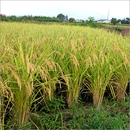 Rice