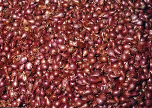 Fresh Red Onion Shallot