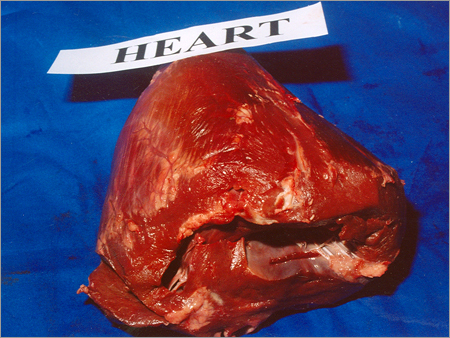 Buffalo Heart