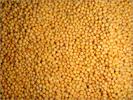 Yellow Mustards Seeds