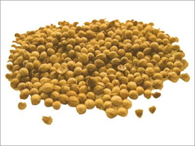 Coriander Seeds