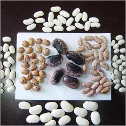 White Kidney Beans