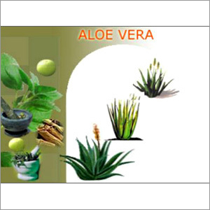 Aloe Vera Leaves