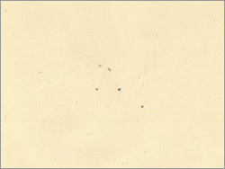 Garment Leather
