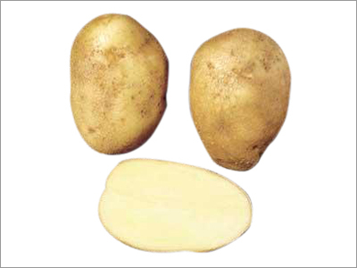 Potato