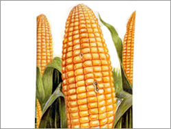 Maize