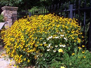 Horticultural Plant Grower
