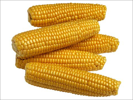 Corn