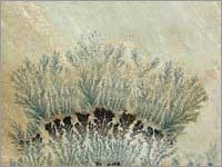 Mint Fossil Sandstone