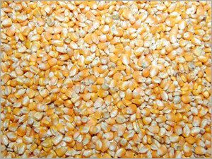 Maize