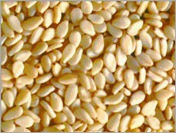 Sesame Seed