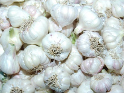 Garlic
