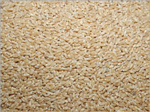 Wheat