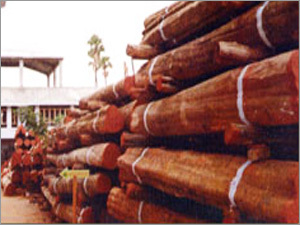 Wooden Log