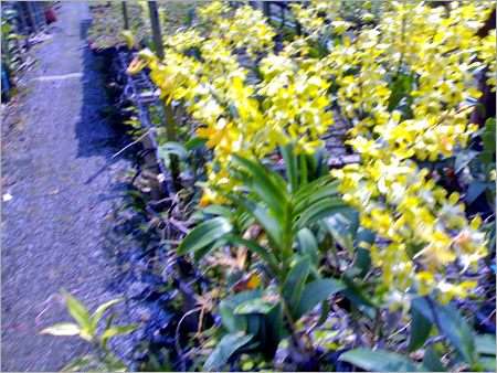 Beautiful Fresh Flowers