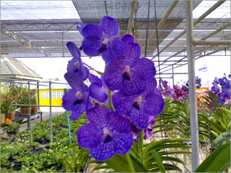 Decorative Fresh Flowers