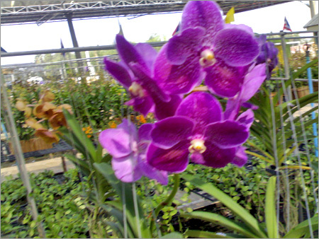 Beautiful Flowers
