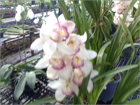 Decorative Flowers