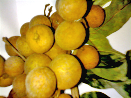 Fresh Longans