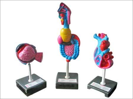 Physiology Model