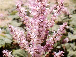 Clary Sage Essential Oil