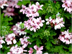 Geranium Essential Oil