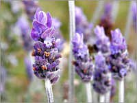 Lavender Essential Oil