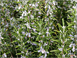 Rosemary Essential Oil